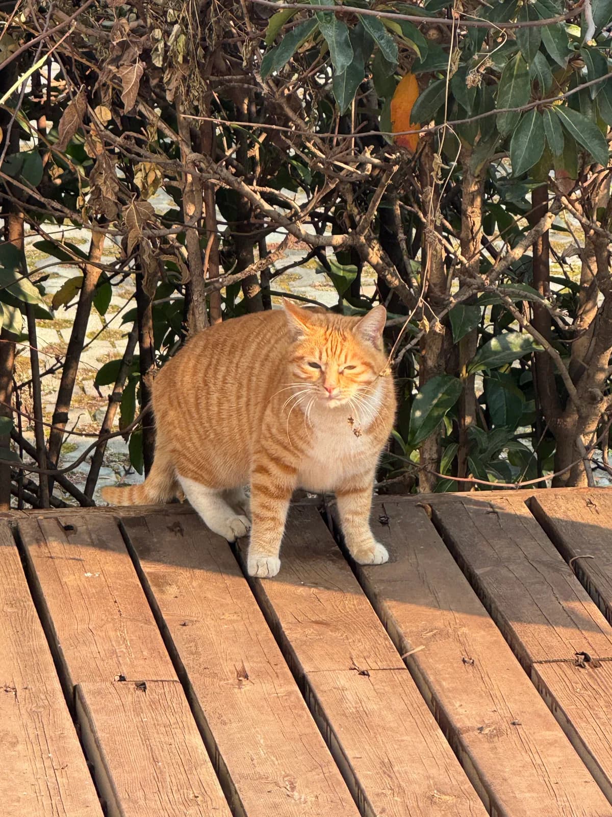 A little visitor outside